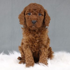 Miniature Poodle Puppy for Sale