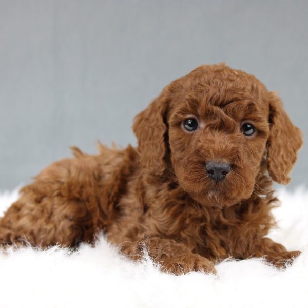 Miniature Poodle Puppy for Sale