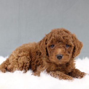 Miniature Poodle Puppy for Sale