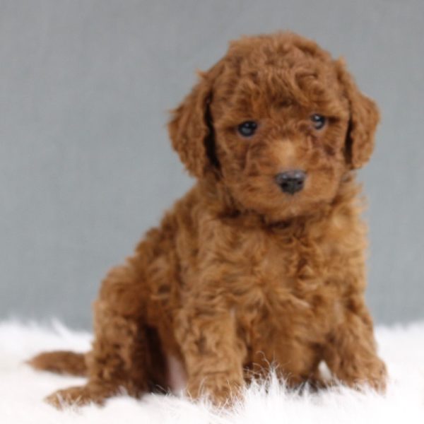 Miniature Poodle Puppy for Sale