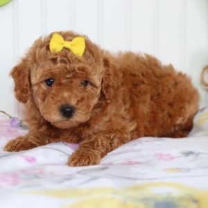 F1bb Mini Goldendoodle Puppy for Sale