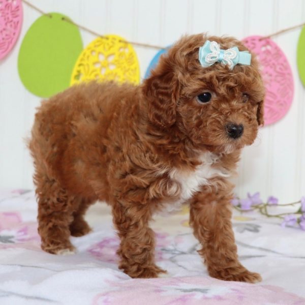 F1bb Mini Goldendoodle Puppy for Sale