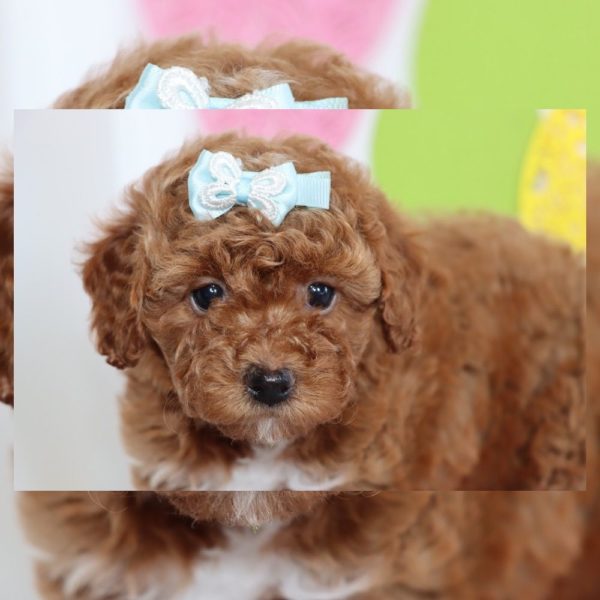 F1bb Mini Goldendoodle Puppy for Sale