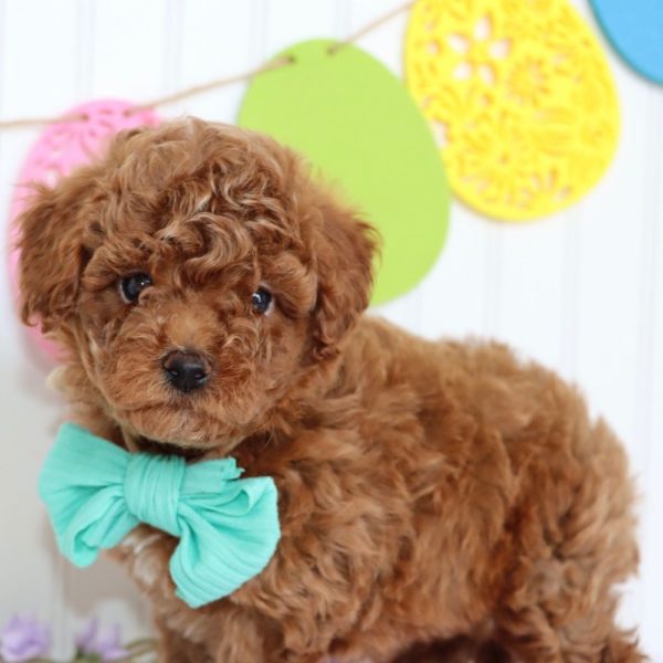 F1bb Mini Goldendoodle Puppy for Sale