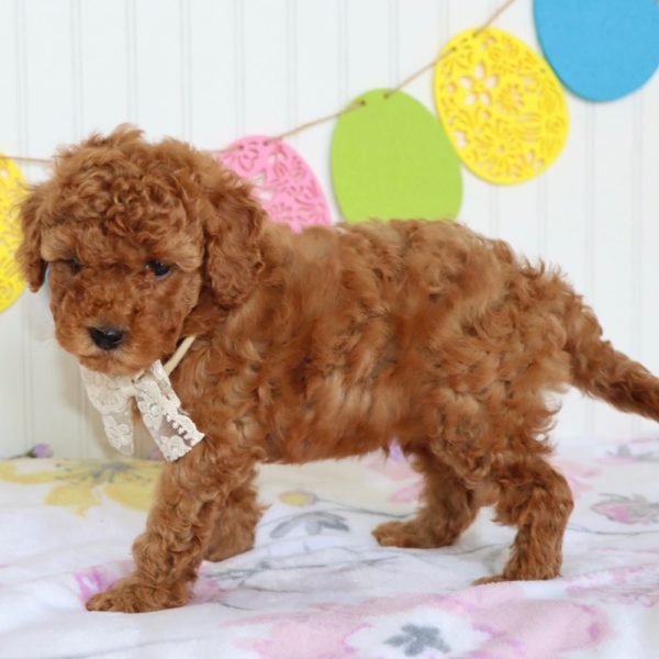 F1bb Mini Goldendoodle Puppy for Sale