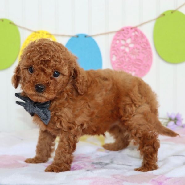 F1bb Mini Goldendoodle Puppy for Sale