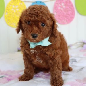 F1bb Mini Goldendoodle Puppy for Sale