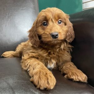F1 Mini Goldendoodle Puppy for Sale