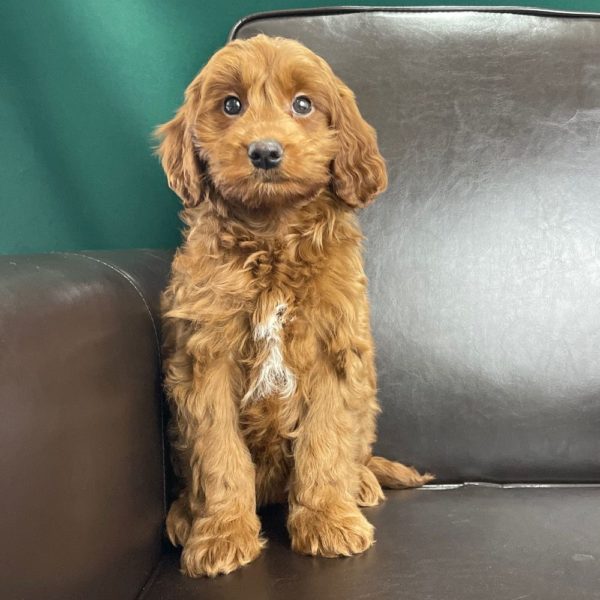 F1 Mini Goldendoodle Puppy for Sale