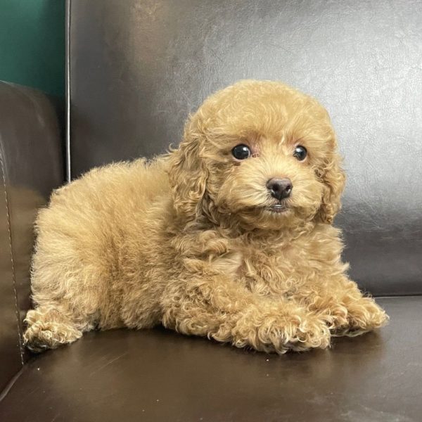 Toy Poodle Puppy for Sale