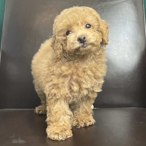 Toy Poodle Puppy for Sale