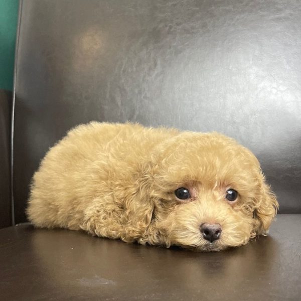 Toy Poodle Puppy for Sale