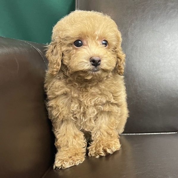 Toy Poodle Puppy for Sale