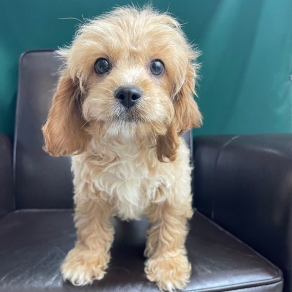 F1 Cavapoo Puppy for Sale