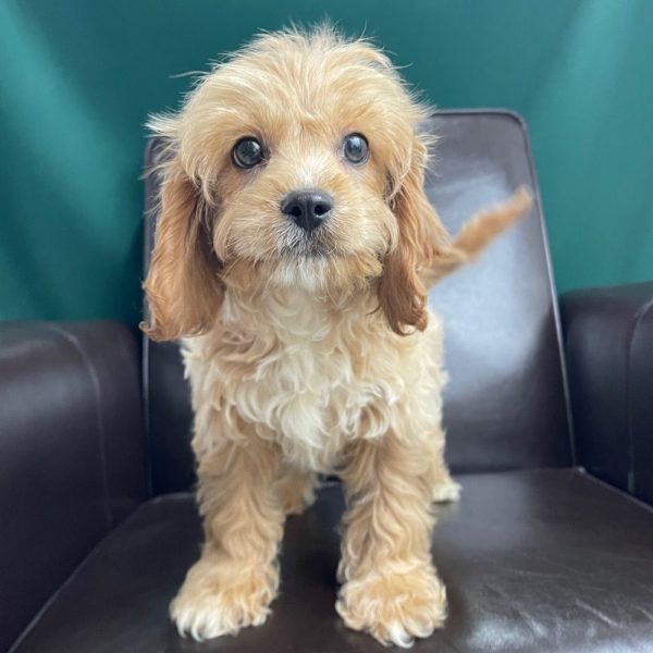 F1 Cavapoo Puppy for Sale