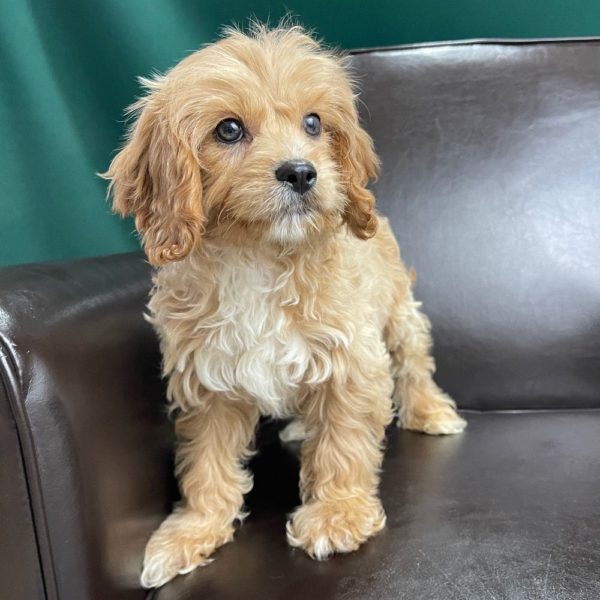 F1 Cavapoo Puppy for Sale