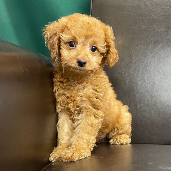 F1b Cockapoo Puppy for Sale