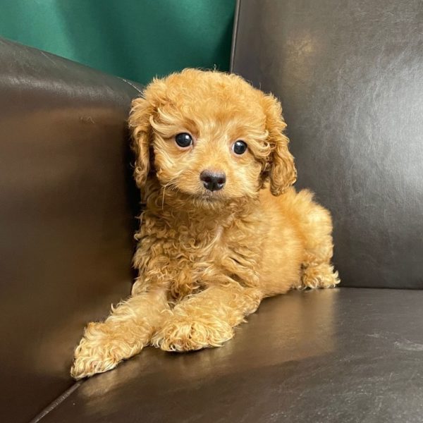 F1b Cockapoo Puppy for Sale