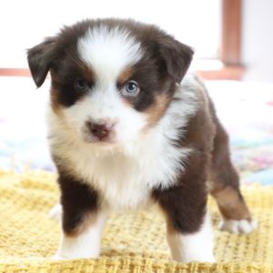 Miniature Australian Shepherd Puppy for Sale