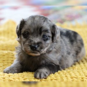 F1 Mini Aussiedoodle Puppy for Sale