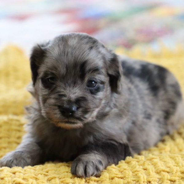 F1 Mini Aussiedoodle Puppy for Sale