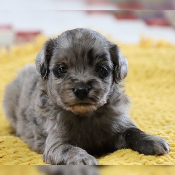 F1 Mini Aussiedoodle Puppy for Sale