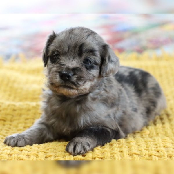 F1 Mini Aussiedoodle Puppy for Sale