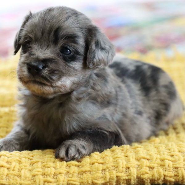 F1 Mini Aussiedoodle Puppy for Sale
