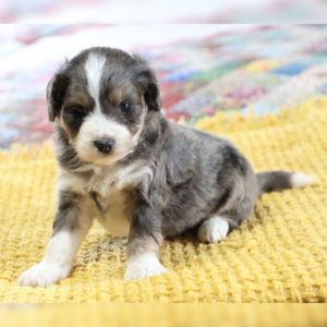F1 Mini Aussiedoodle Puppy for Sale