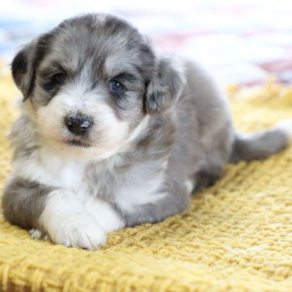 F1 Mini Aussiedoodle Puppy for Sale