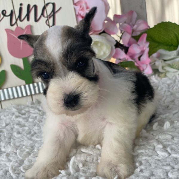 Miniature Schnauzer Puppy for Sale