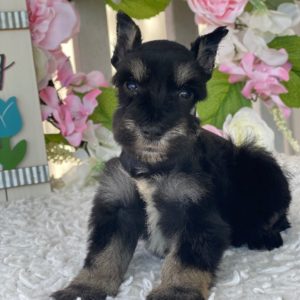 Miniature Schnauzer Puppy for Sale