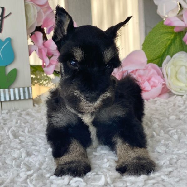 Miniature Schnauzer Puppy for Sale