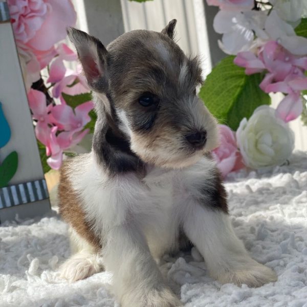 Miniature Schnauzer Puppy for Sale