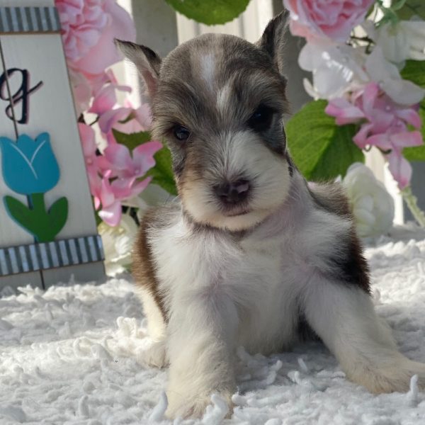 Miniature Schnauzer Puppy for Sale