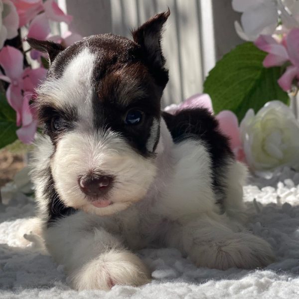 Miniature Schnauzer Puppy for Sale