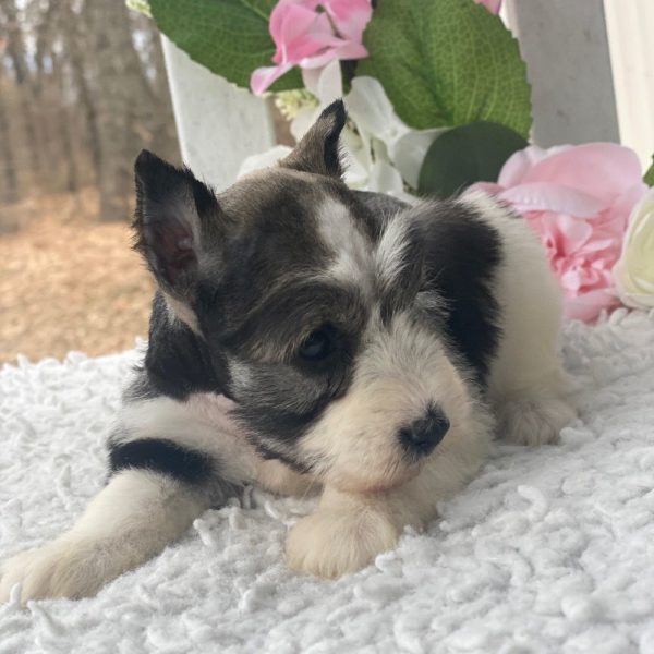 Miniature Schnauzer Puppy for Sale