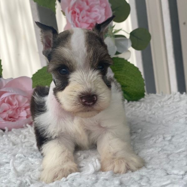 Miniature Schnauzer Puppy for Sale