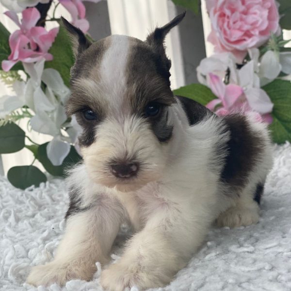 Miniature Schnauzer Puppy for Sale