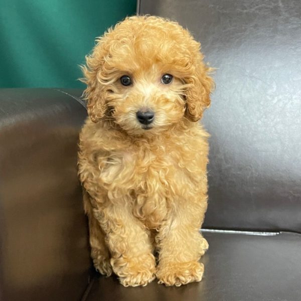 F1b Cockapoo Puppy for Sale