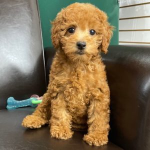 F1b Cockapoo Puppy for Sale