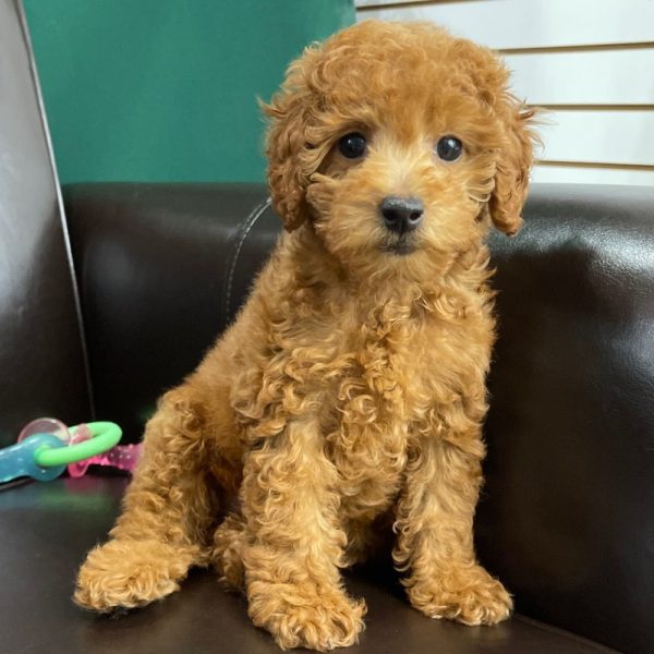F1b Cockapoo Puppy for Sale