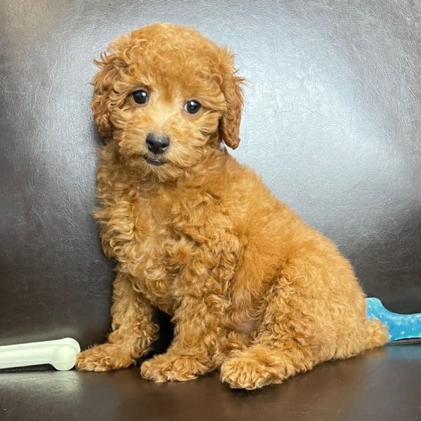 F1b Cockapoo Puppy for Sale