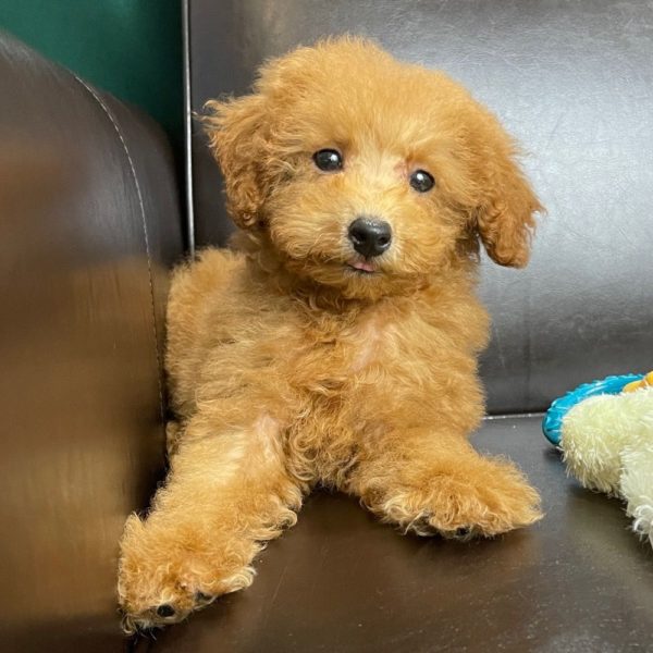 Miniature Poodle Puppy for Sale