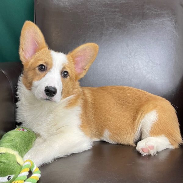 Pembroke Welsh Corgi Puppy for Sale