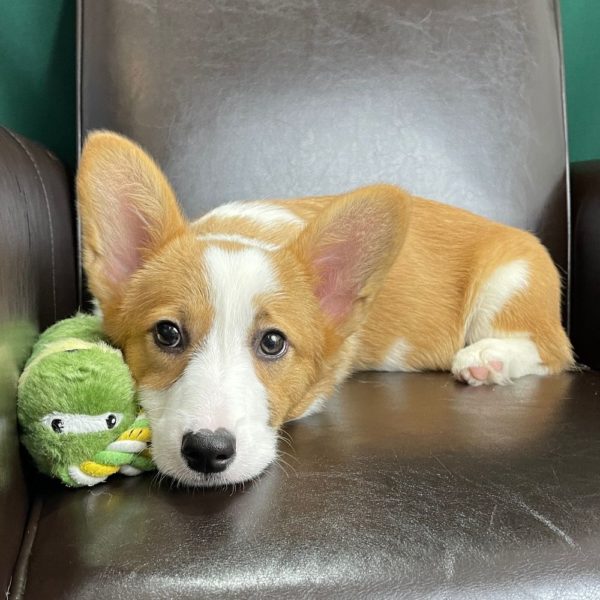 Pembroke Welsh Corgi Puppy for Sale