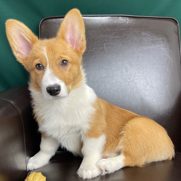Pembroke Welsh Corgi Puppy for Sale
