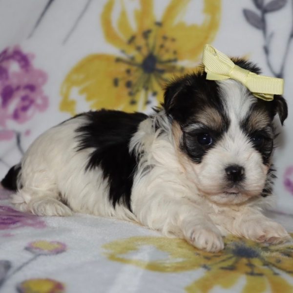 Havanese Puppy for Sale
