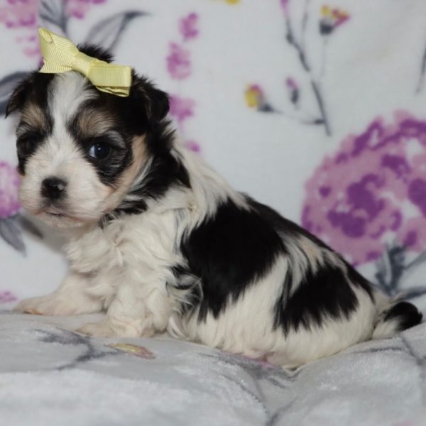 Havanese Puppy for Sale