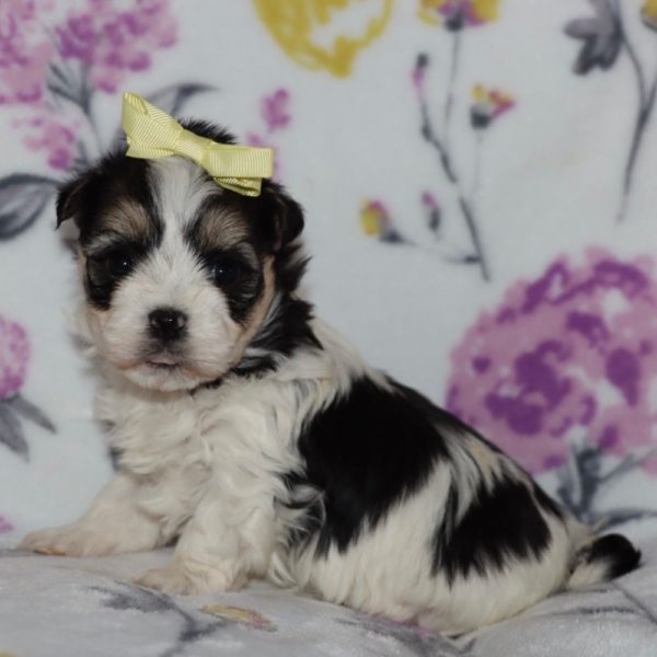 Havanese Puppy for Sale